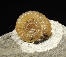 Load image into Gallery viewer, Calcite Promicroceras ammonite fossil display piece (22mm)
