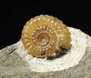 Calcite Promicroceras ammonite fossil display piece (22mm)
