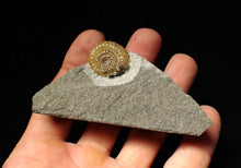 Load image into Gallery viewer, Calcite Promicroceras ammonite fossil display piece (22mm)
