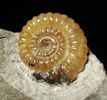 Load image into Gallery viewer, Calcite Promicroceras ammonite fossil display piece (22mm)
