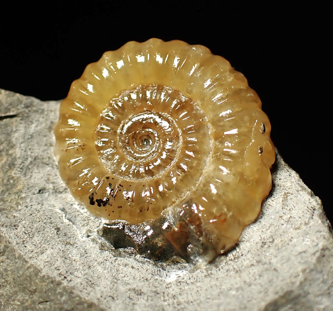 Calcite Promicroceras ammonite fossil display piece (22mm)