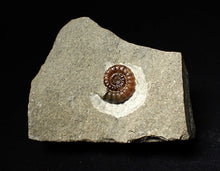 Load image into Gallery viewer, Calcite Promicroceras ammonite fossil display piece (18mm)
