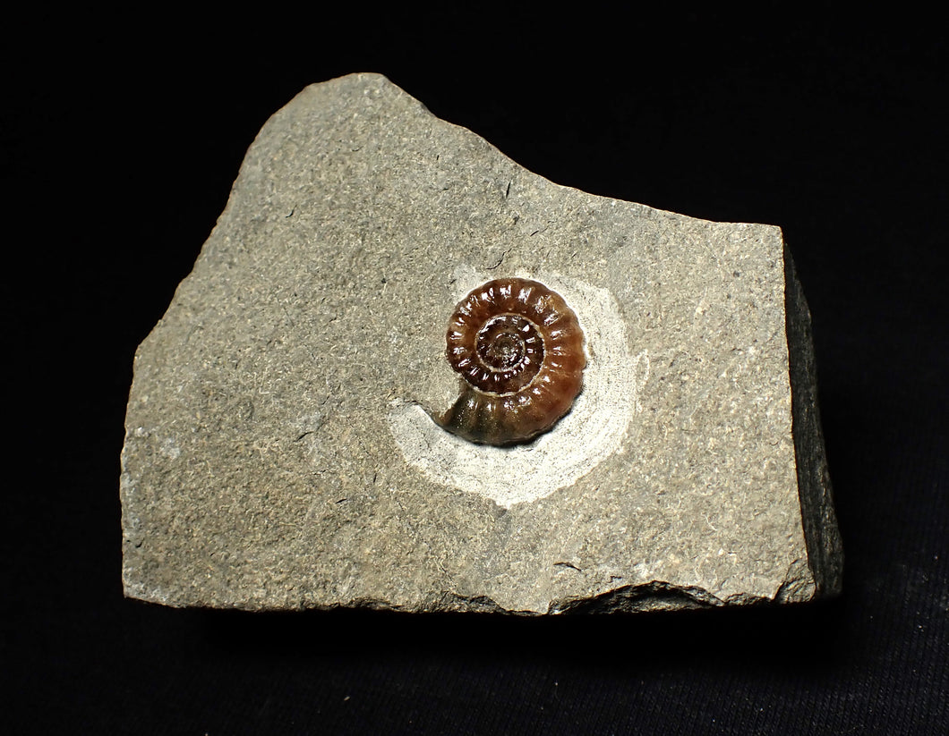 Calcite Promicroceras ammonite fossil display piece (18mm)