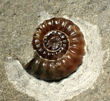 Load image into Gallery viewer, Calcite Promicroceras ammonite fossil display piece (18mm)
