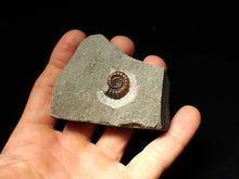 Load image into Gallery viewer, Calcite Promicroceras ammonite fossil display piece (18mm)
