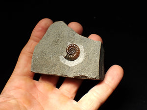 Calcite Promicroceras ammonite fossil display piece (18mm)