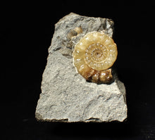 Load image into Gallery viewer, Xipheroceras ammonite fossil display piece (29 mm)
