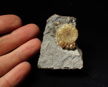 Load image into Gallery viewer, Xipheroceras ammonite fossil display piece (29 mm)
