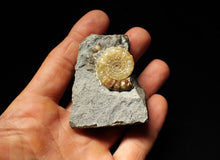 Load image into Gallery viewer, Xipheroceras ammonite fossil display piece (29 mm)
