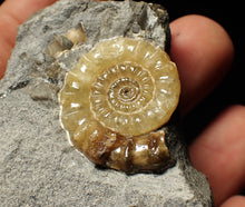 Load image into Gallery viewer, Xipheroceras ammonite fossil display piece (29 mm)
