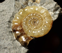 Load image into Gallery viewer, Xipheroceras ammonite fossil display piece (29 mm)
