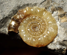 Load image into Gallery viewer, Xipheroceras ammonite fossil display piece (29 mm)
