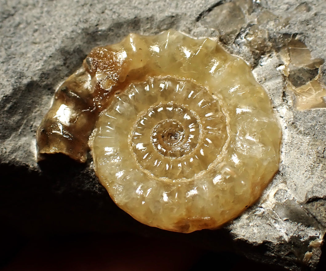 Xipheroceras ammonite fossil display piece (29 mm)