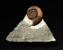 Load image into Gallery viewer, Calcite Promicroceras ammonite fossil display piece (27mm)
