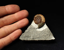 Load image into Gallery viewer, Calcite Promicroceras ammonite fossil display piece (27mm)
