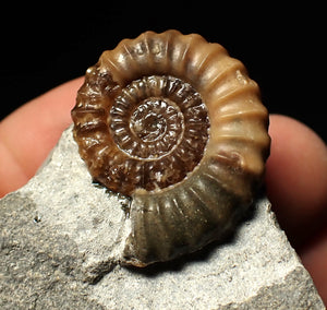 Calcite Promicroceras ammonite fossil display piece (27mm)
