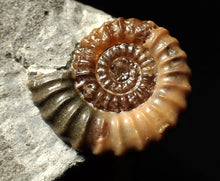 Load image into Gallery viewer, Calcite Promicroceras ammonite fossil display piece (27mm)
