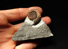Load image into Gallery viewer, Calcite Promicroceras ammonite fossil display piece (27mm)
