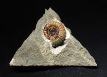 Load image into Gallery viewer, Calcite Promicroceras ammonite fossil display piece (27mm)

