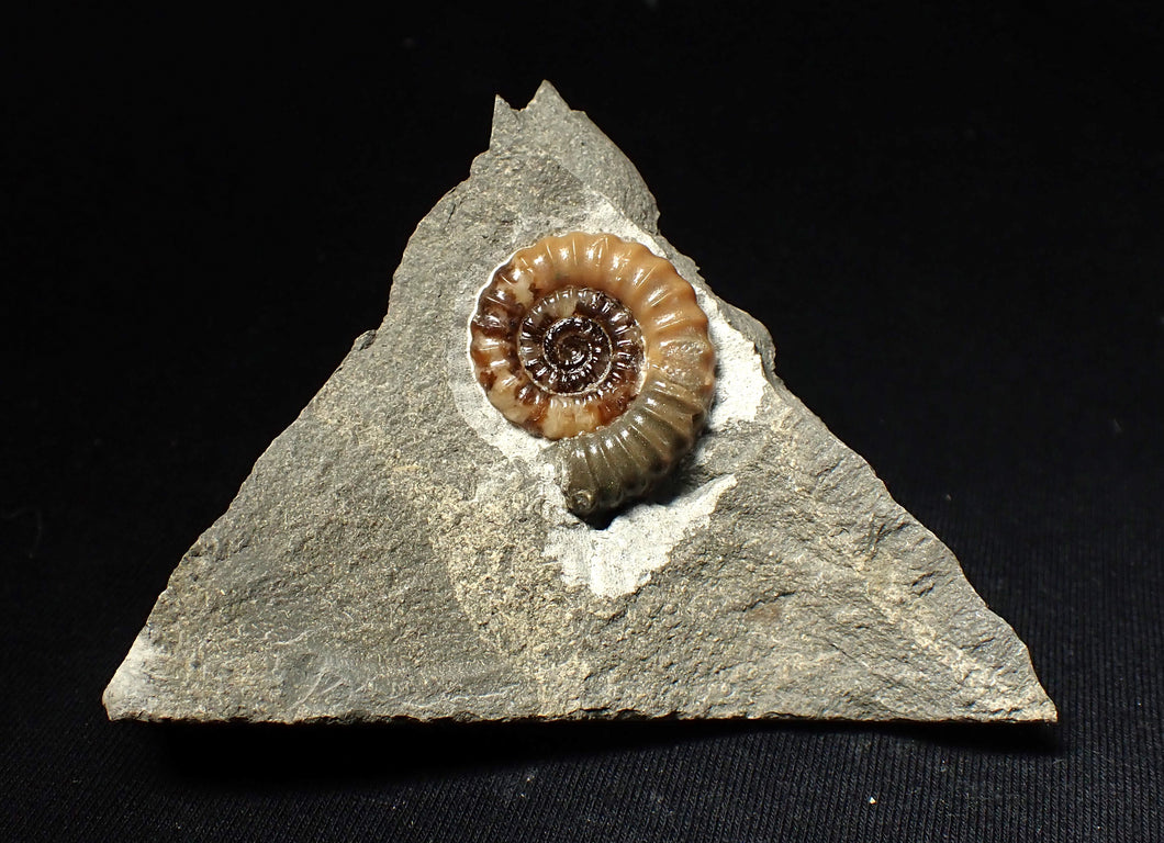 Calcite Promicroceras ammonite fossil display piece (27mm)
