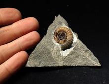 Load image into Gallery viewer, Calcite Promicroceras ammonite fossil display piece (27mm)
