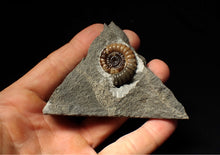Load image into Gallery viewer, Calcite Promicroceras ammonite fossil display piece (27mm)
