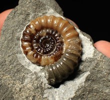 Load image into Gallery viewer, Calcite Promicroceras ammonite fossil display piece (27mm)
