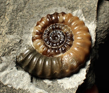 Load image into Gallery viewer, Calcite Promicroceras ammonite fossil display piece (27mm)
