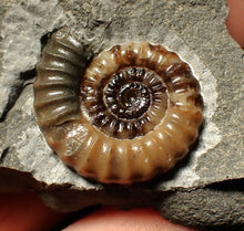 Load image into Gallery viewer, Calcite Promicroceras ammonite fossil display piece (27mm)
