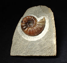 Load image into Gallery viewer, Asteroceras obtusum display ammonite fossil (43 mm)
