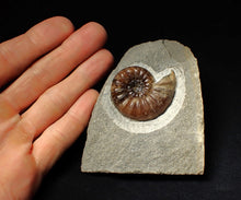 Load image into Gallery viewer, Asteroceras obtusum display ammonite fossil (43 mm)
