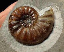 Load image into Gallery viewer, Asteroceras obtusum display ammonite fossil (43 mm)
