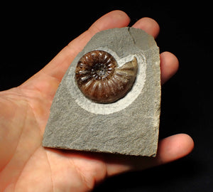 Asteroceras obtusum display ammonite fossil (43 mm)