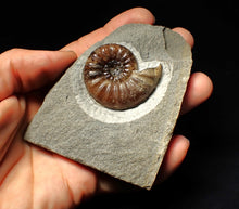 Load image into Gallery viewer, Asteroceras obtusum display ammonite fossil (43 mm)
