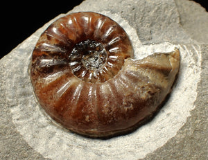 Asteroceras obtusum display ammonite fossil (43 mm)