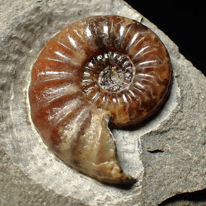 Asteroceras obtusum display ammonite fossil (43 mm)