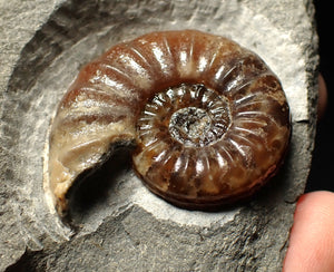 Asteroceras obtusum display ammonite fossil (43 mm)