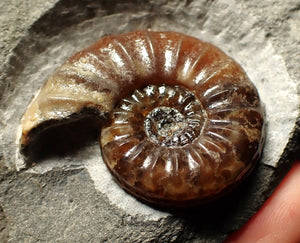 Asteroceras obtusum display ammonite fossil (43 mm)