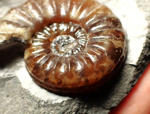 Asteroceras obtusum display ammonite fossil (43 mm)