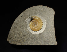 Load image into Gallery viewer, Calcite Promicroceras ammonite fossil display piece (27mm)
