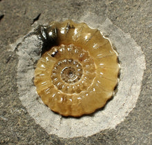Load image into Gallery viewer, Calcite Promicroceras ammonite fossil display piece (27mm)
