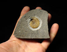Load image into Gallery viewer, Calcite Promicroceras ammonite fossil display piece (27mm)
