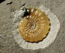 Load image into Gallery viewer, Calcite Promicroceras ammonite fossil display piece (27mm)
