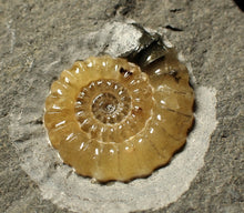 Load image into Gallery viewer, Calcite Promicroceras ammonite fossil display piece (27mm)
