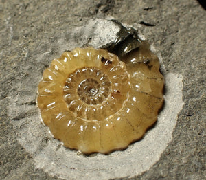 Calcite Promicroceras ammonite fossil display piece (27mm)