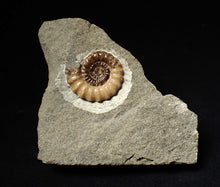 Load image into Gallery viewer, Calcite Promicroceras ammonite fossil display piece (29mm)
