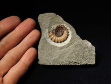 Load image into Gallery viewer, Calcite Promicroceras ammonite fossil display piece (29mm)
