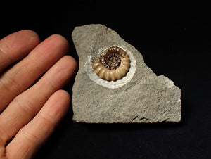 Calcite Promicroceras ammonite fossil display piece (29mm)