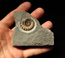Load image into Gallery viewer, Calcite Promicroceras ammonite fossil display piece (29mm)
