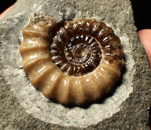 Load image into Gallery viewer, Calcite Promicroceras ammonite fossil display piece (29mm)
